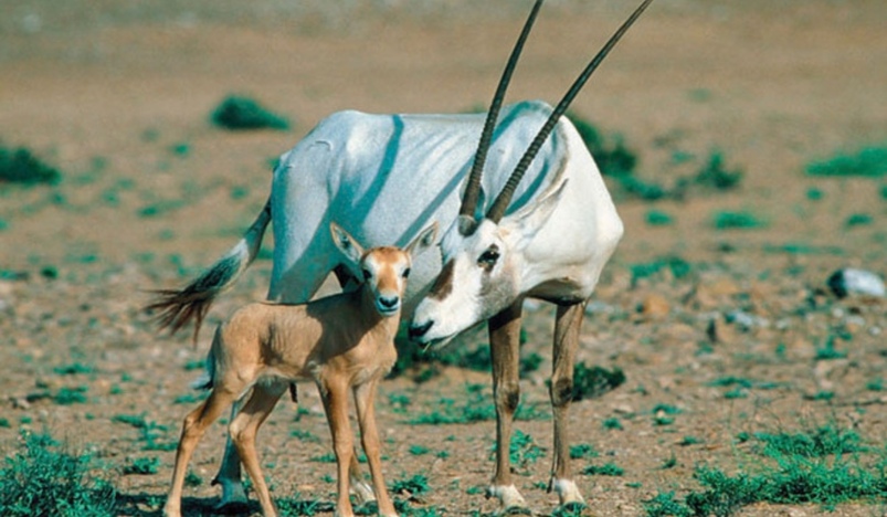 International Day for Biological Diversity